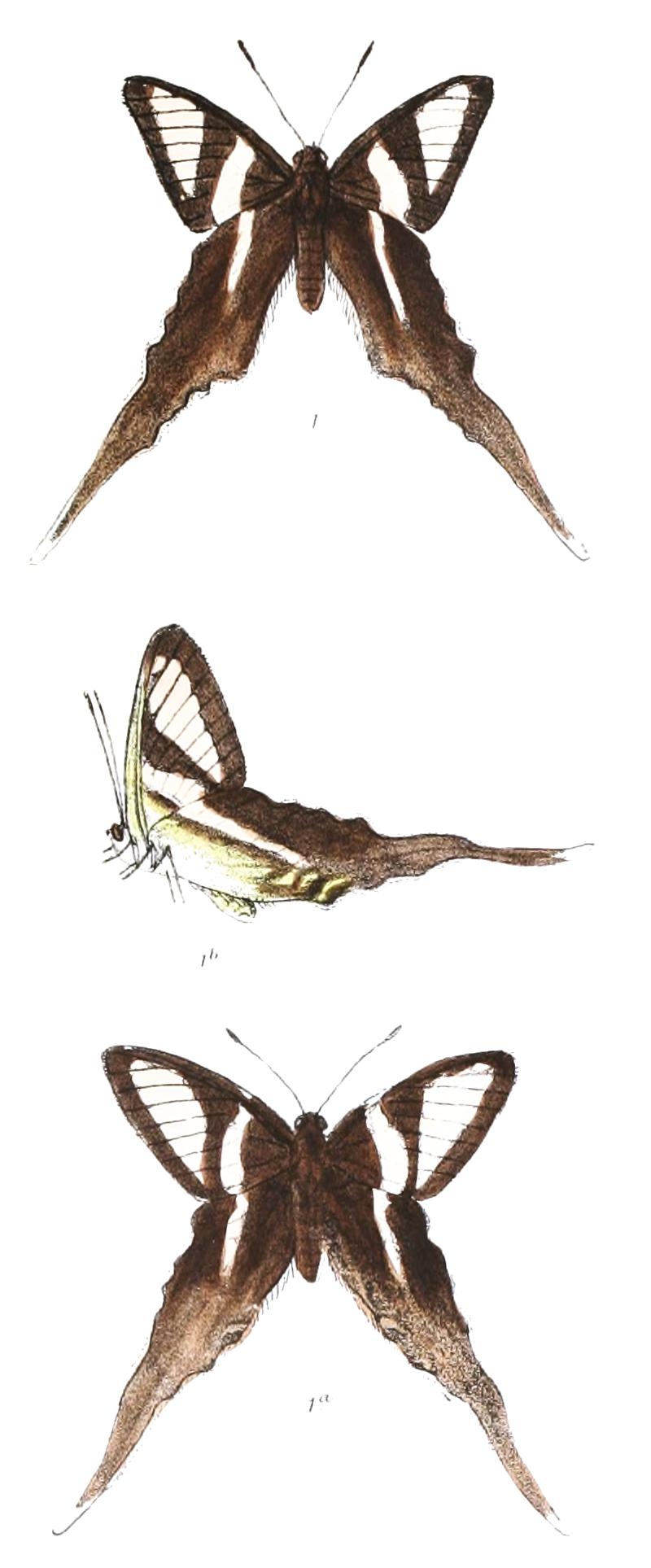 Leptocircus curius 417 1