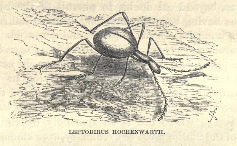 Leptodirus hohenwart the Blind Cave Beetle on old lithograph