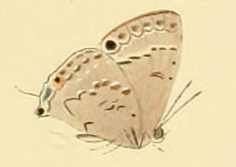 Leptomyrina phidias