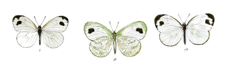 Leptosia xiphia
