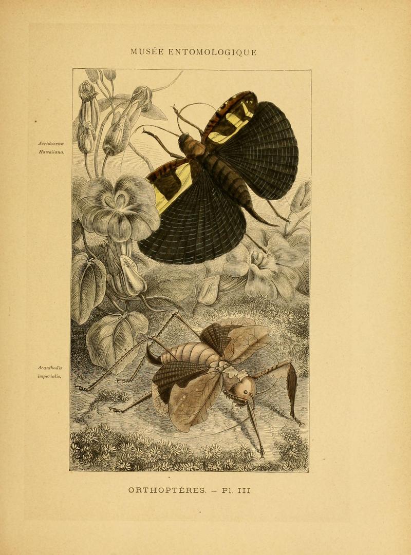 Les insectes (Pl. III) (6008127353)