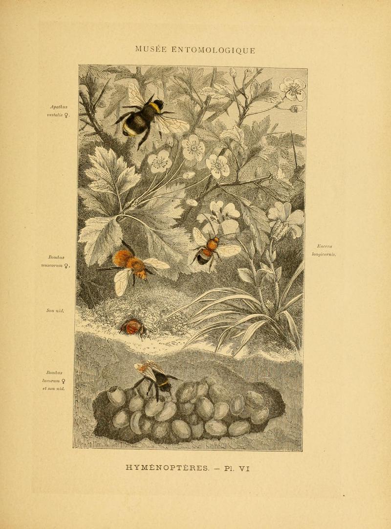 Les insectes (Pl. VI) (6008675434)