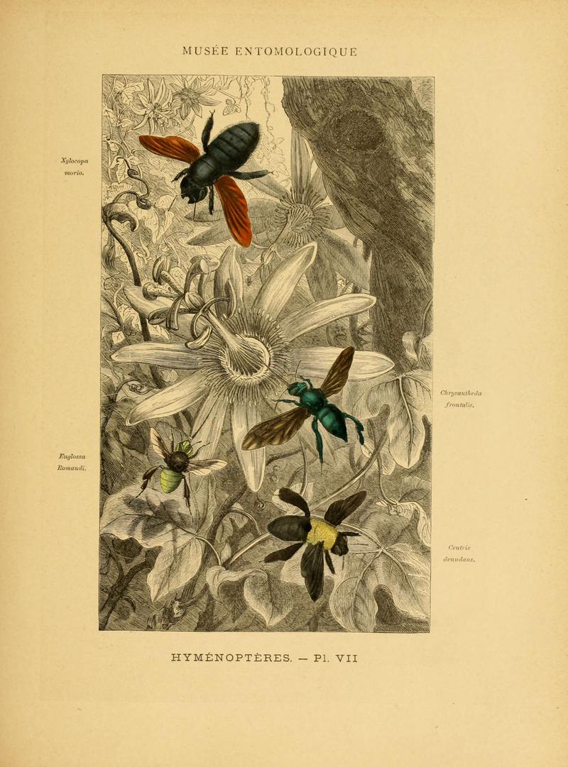 Les insectes (Pl. VII) (6008675856)