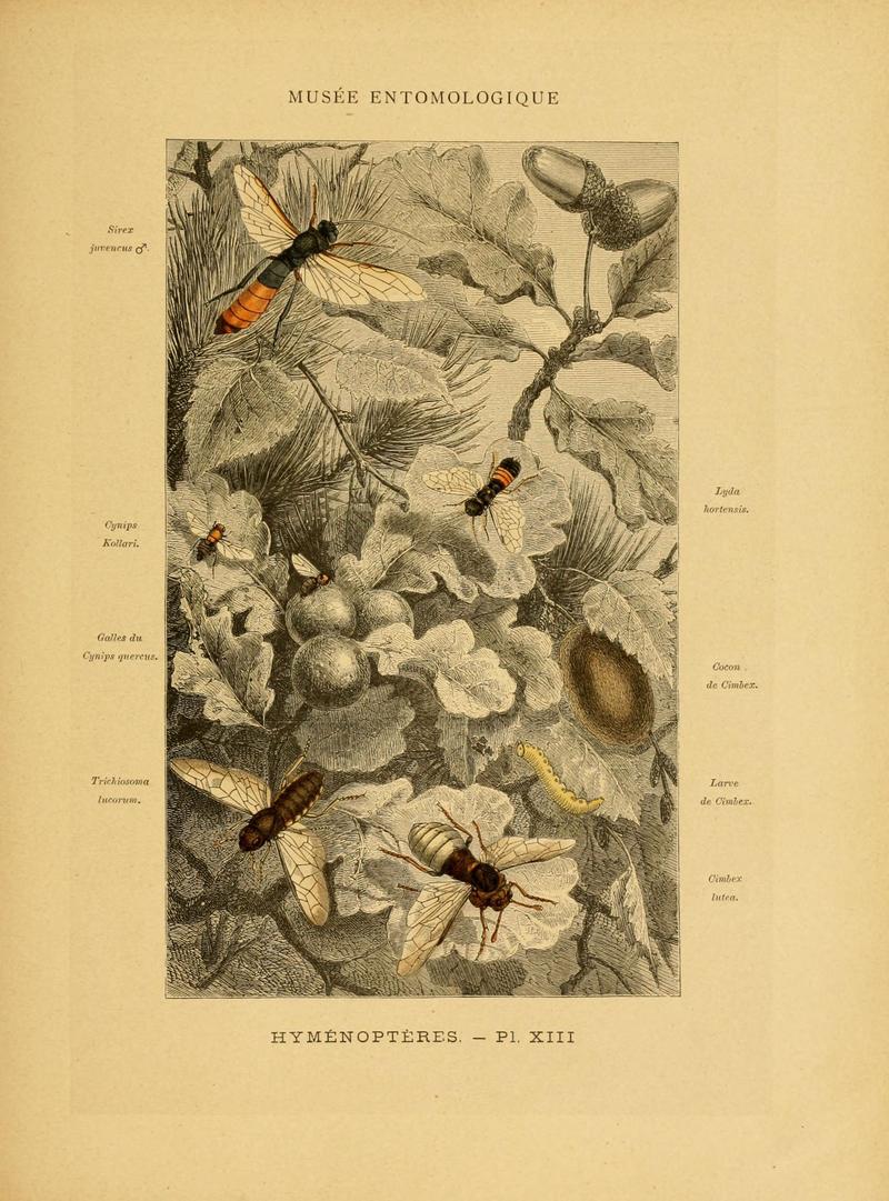 Les insectes (Pl. XIII) (6008678644)