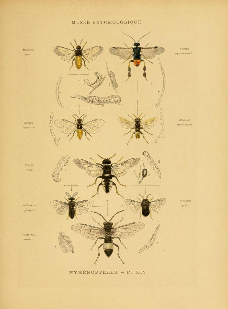 Les insectes (Pl. XIV) (6008132021)