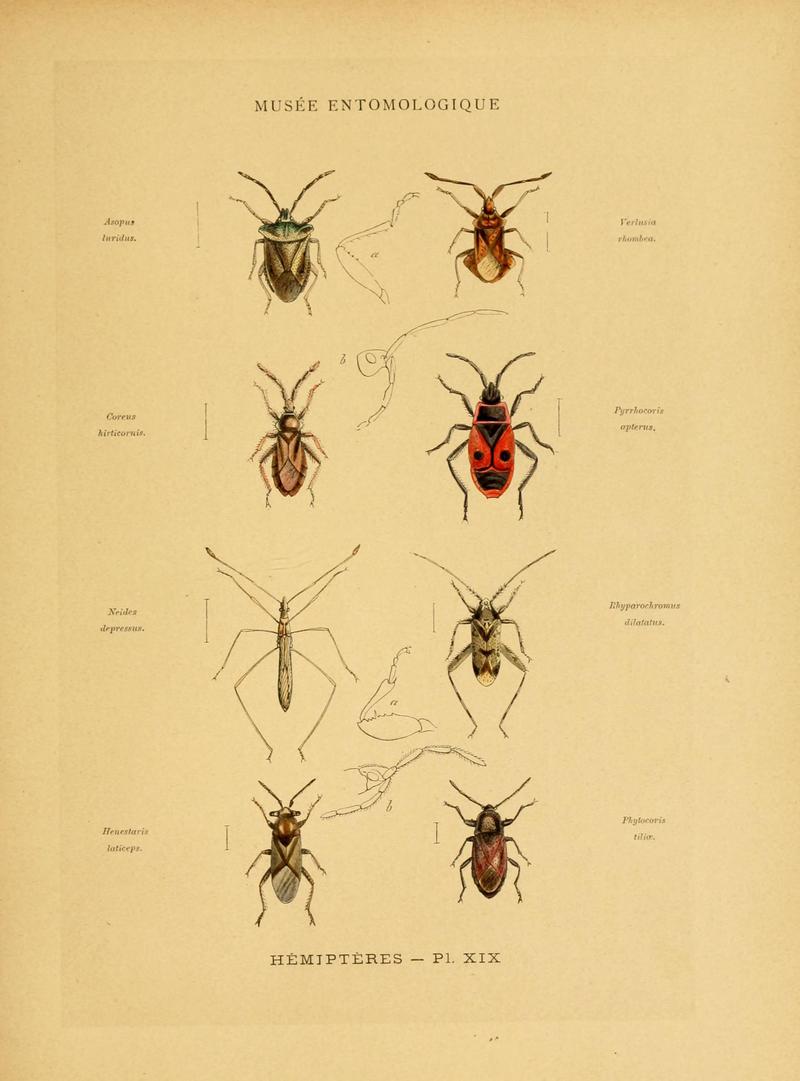 Les insectes (Pl. XIX) (6008681012)