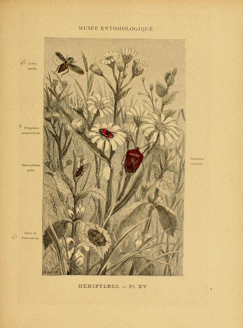 Les insectes (Pl. XV) (6008679722)