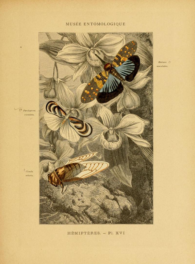 Les insectes (Pl. XVI) (6008132907)