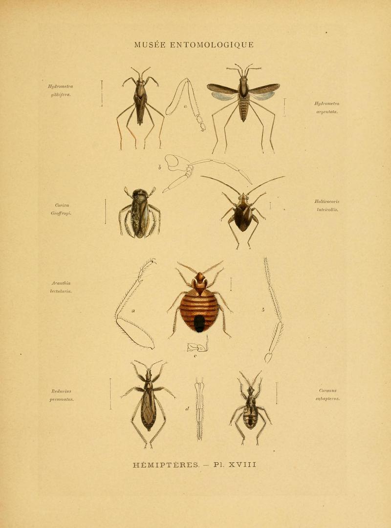 Les insectes (Pl. XVIII) (6008680654)