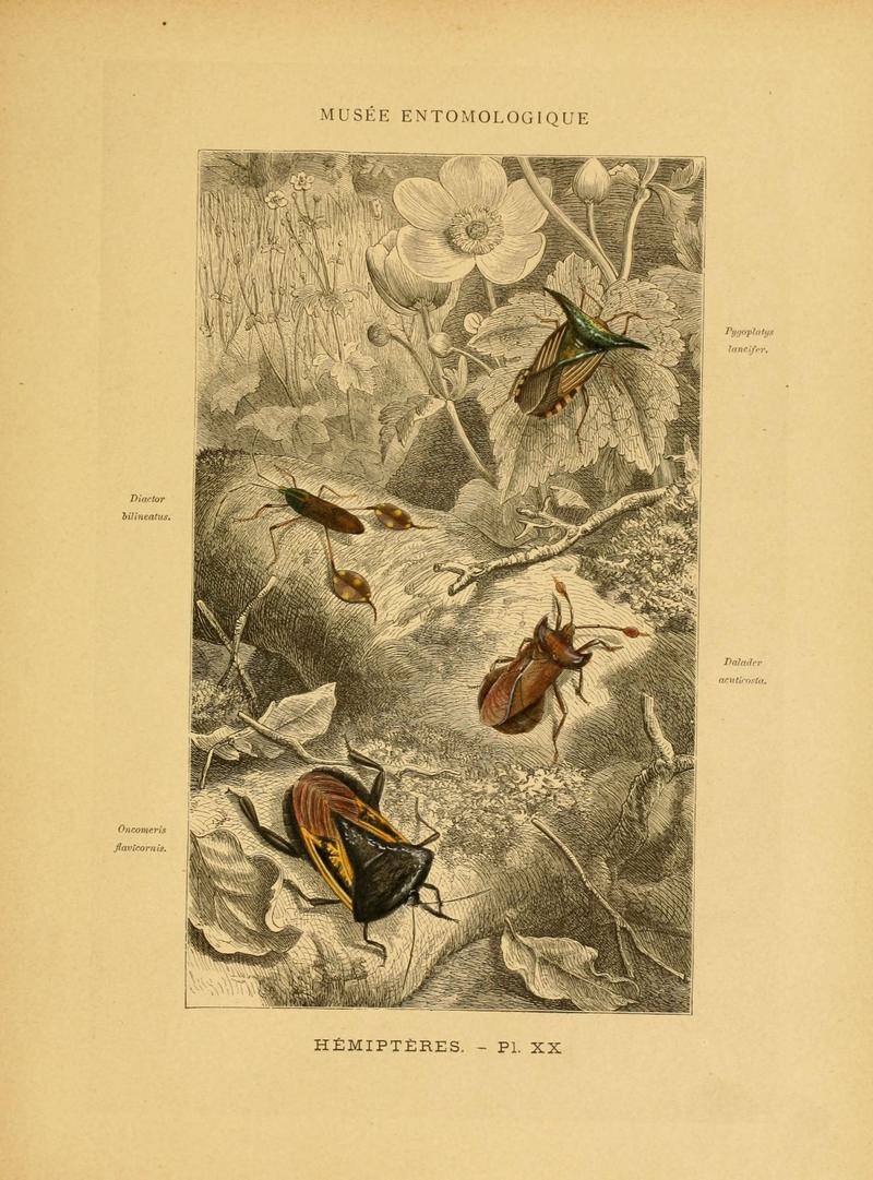 Les insectes (Pl. XX) (6008134437)