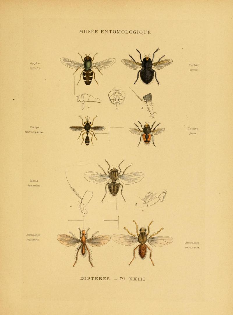 Les insectes (Pl. XXIII) (6008135145)