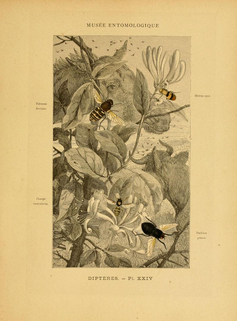 Les insectes (Pl. XXIV) (6008682260)