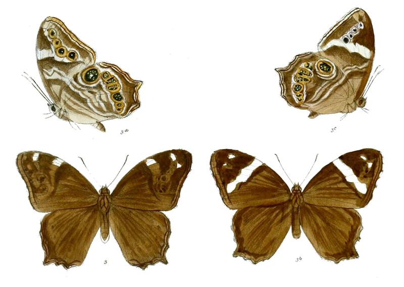 LetheDyrta 82 3