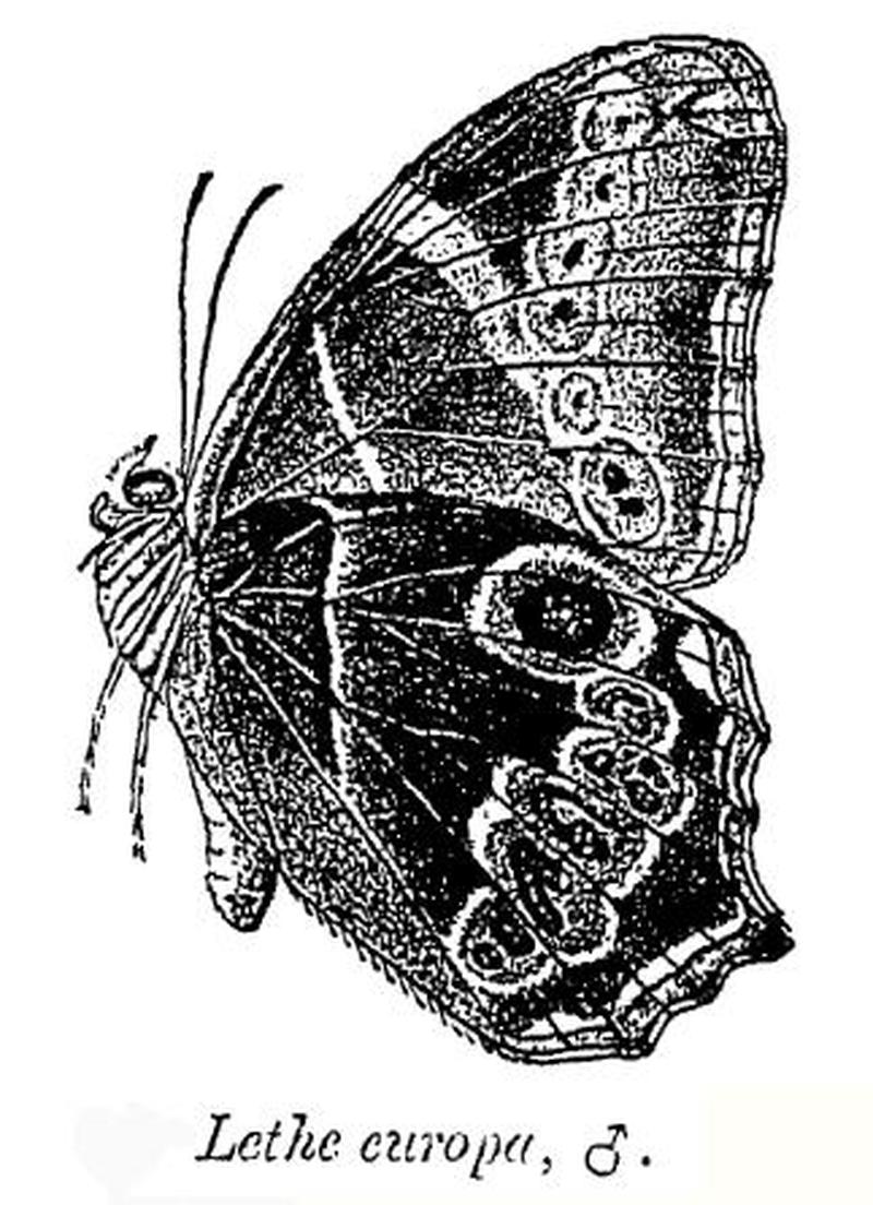 Male Lethe europa Fabricius 1775