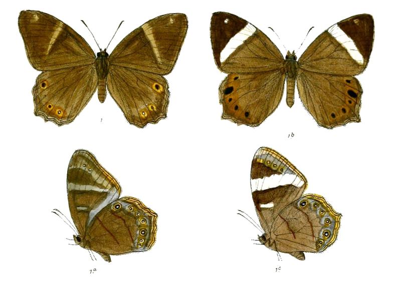 LetheHyrania 85 1