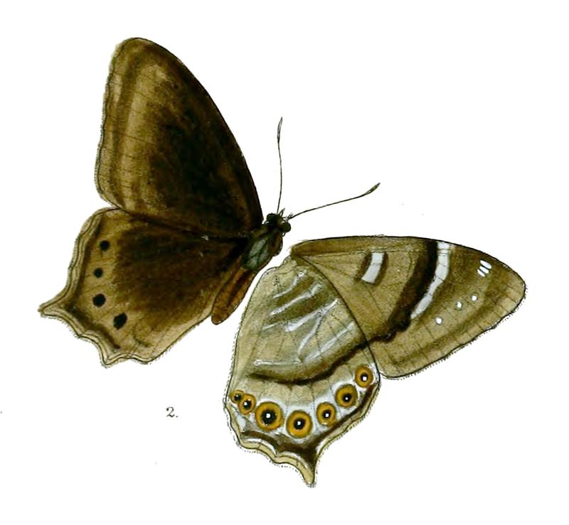 Lethe dura 91 2