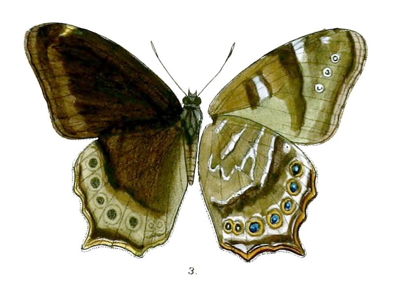 Lethe dura gammiei 91 3