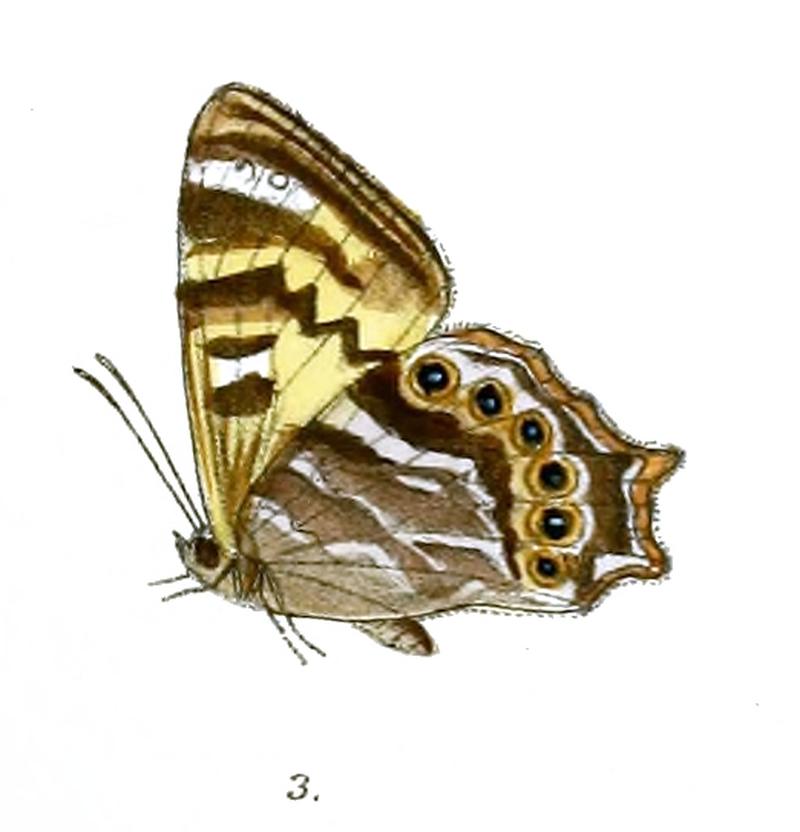 Lethe jalaurida elwesi 92 3