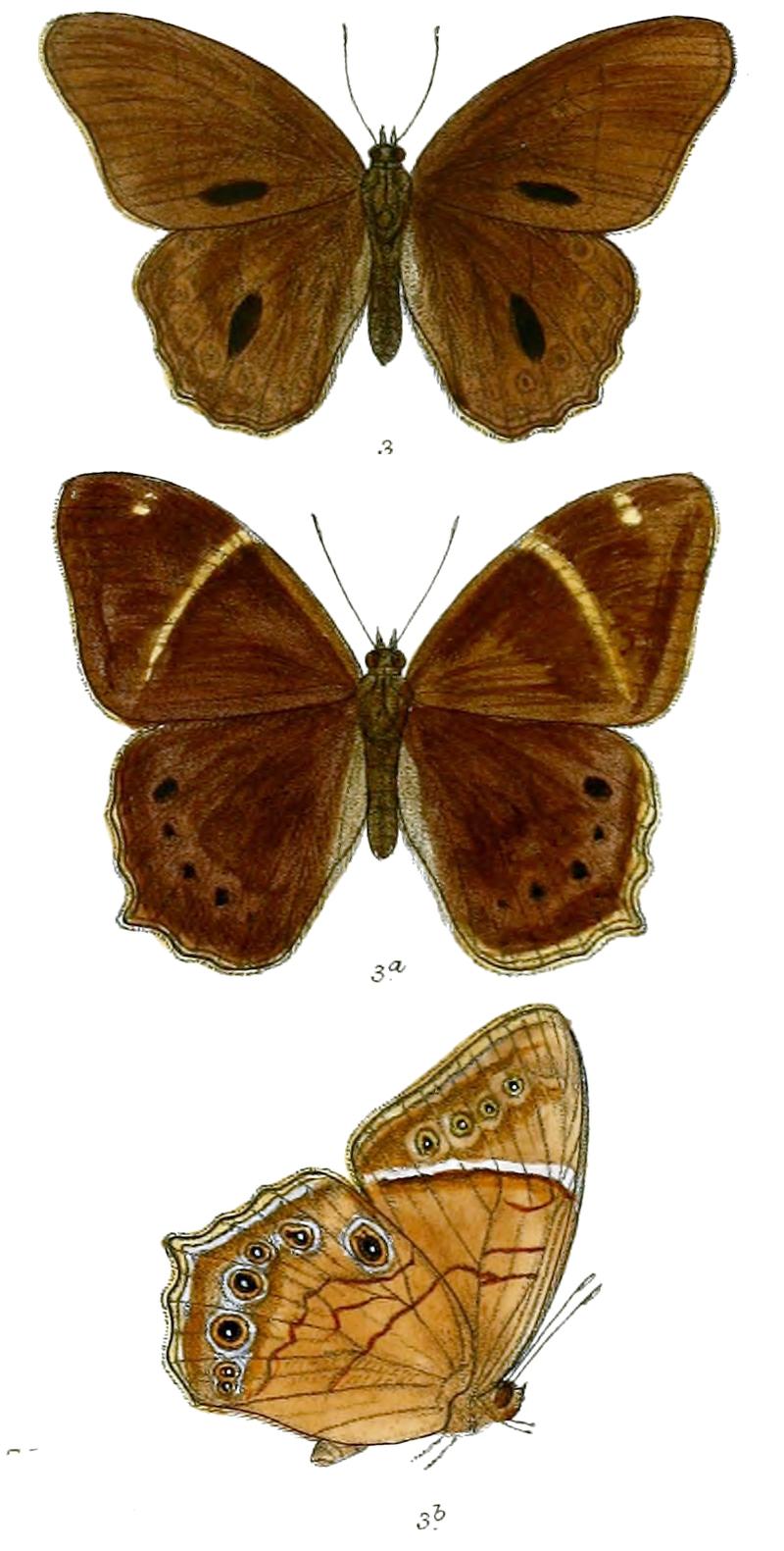 Lethe latiaris 76 3