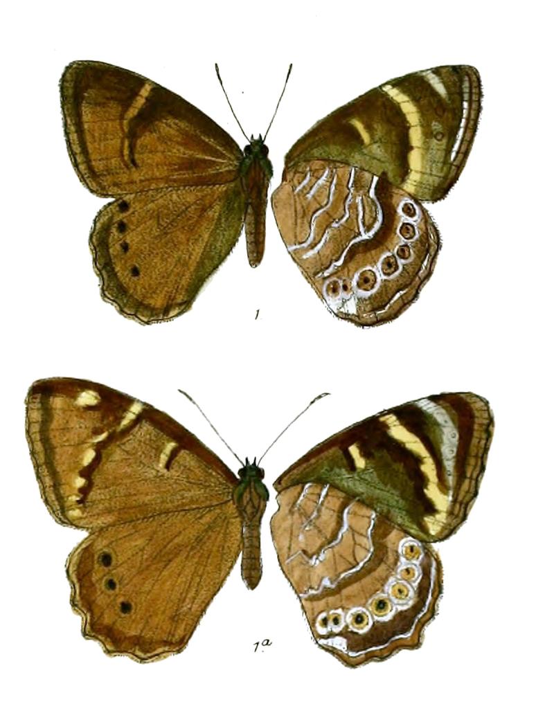 Lethe maitrya 88 1