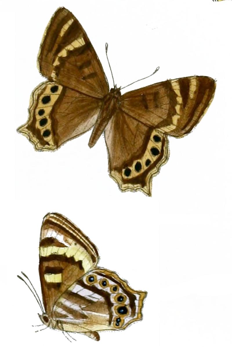 Lethe moelleri M 92 4