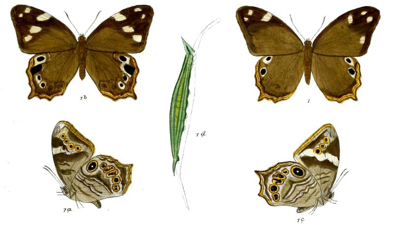 Lethe rohria neelgheriensis 84 1