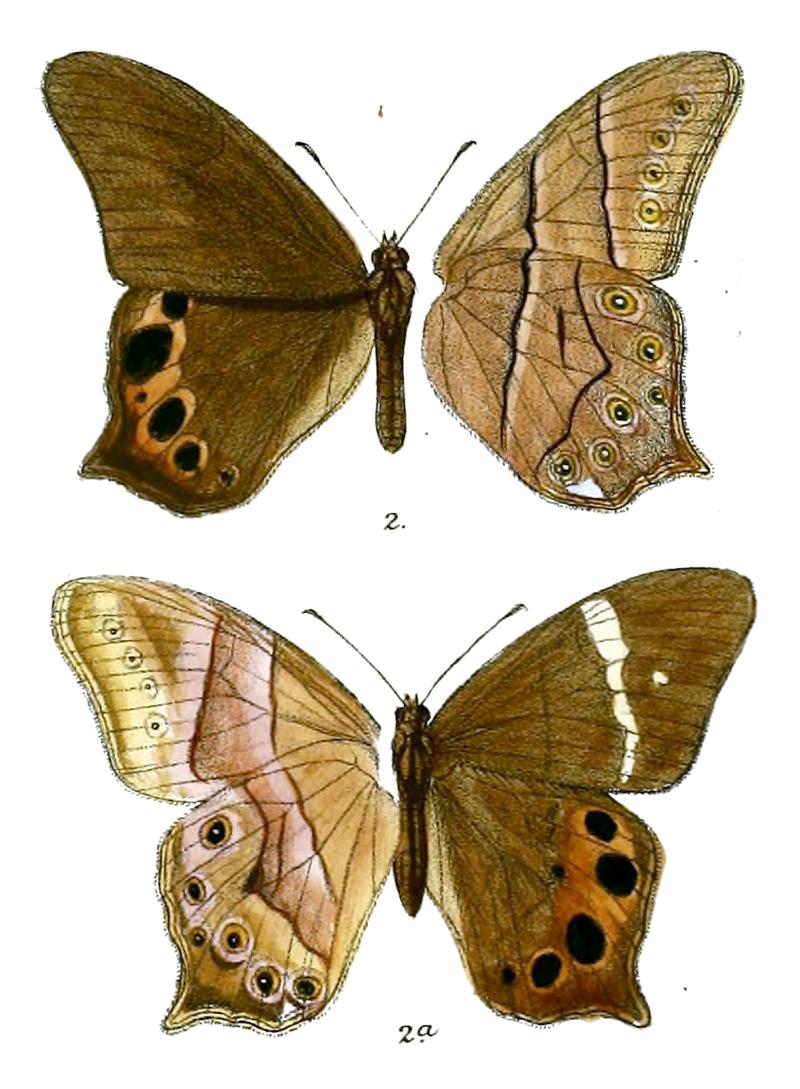 Lethe samio 78 2