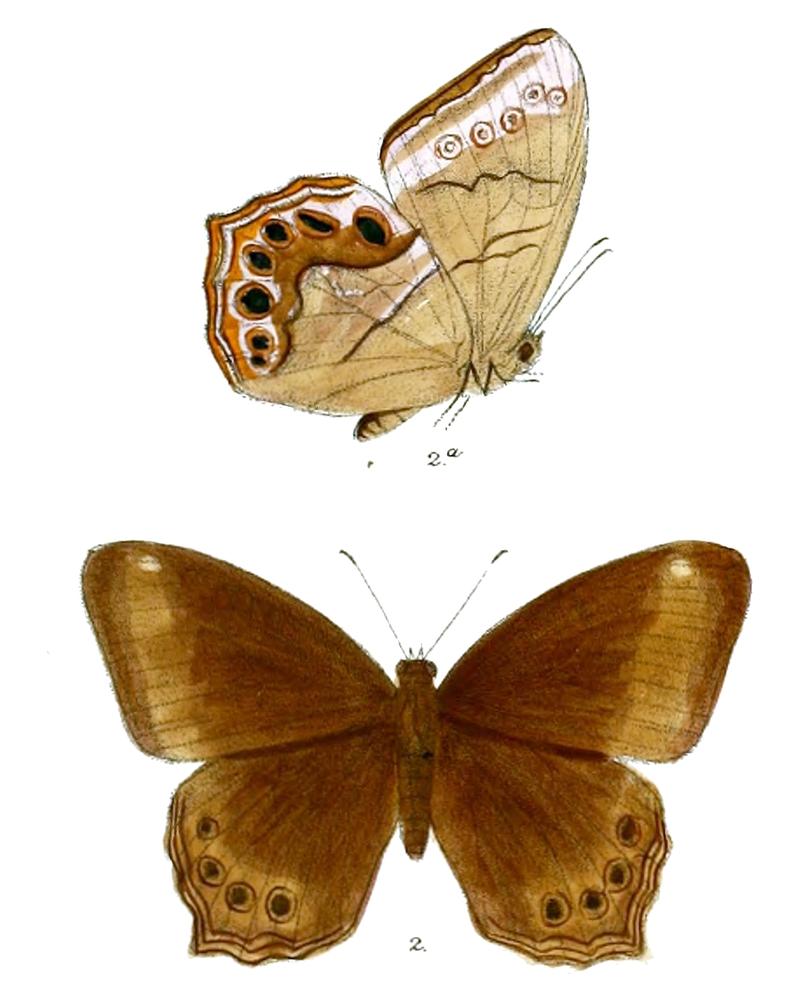 Lethe satyavati F 80 2