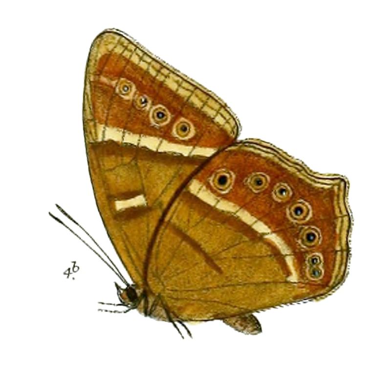 Lethe scanda 75 4b