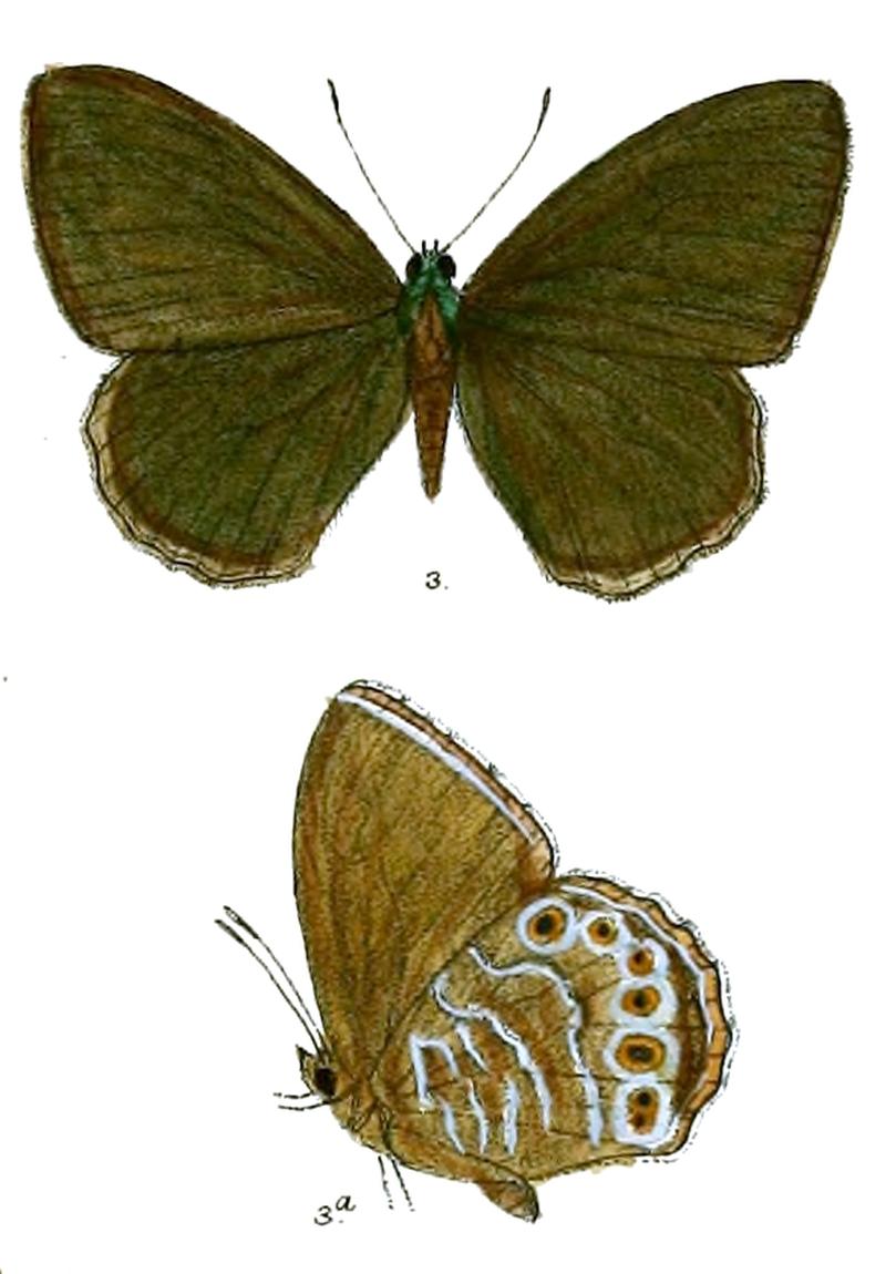 Lethe siderea 88