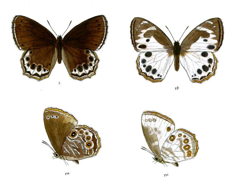 Lethe visrava 89 1