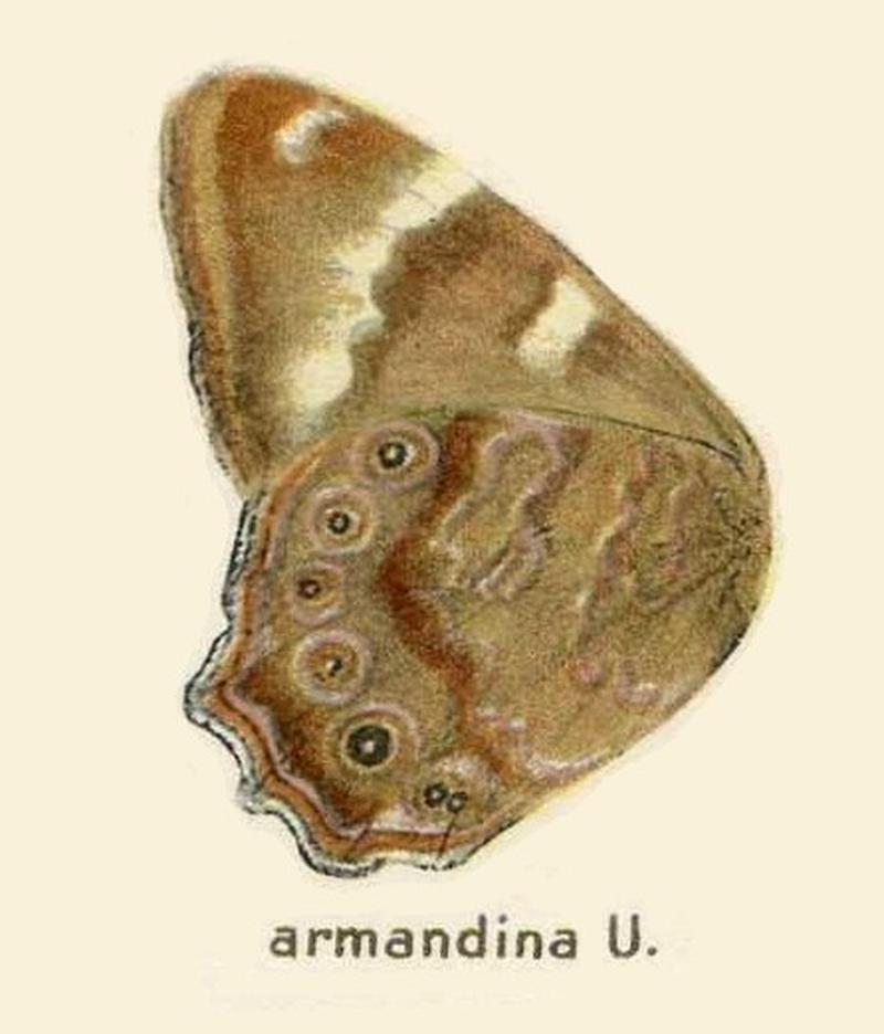 Lethearmandia