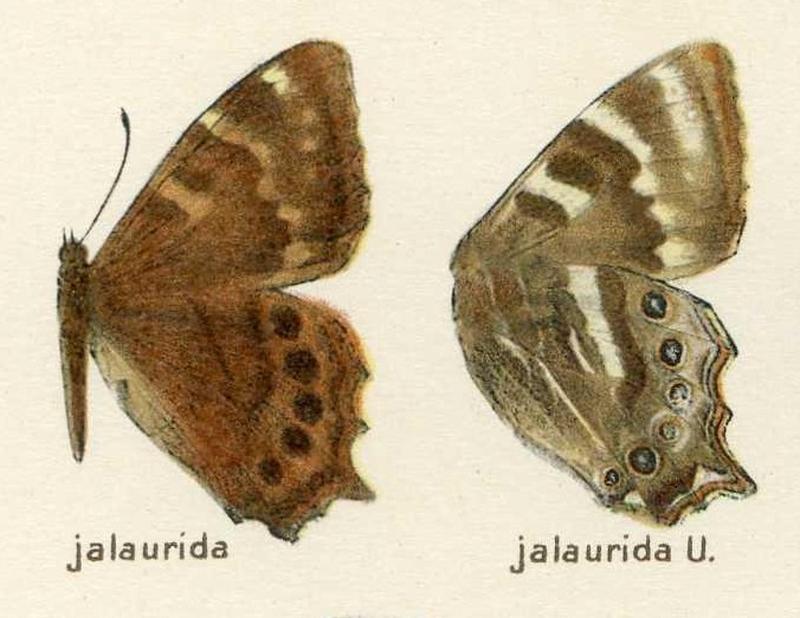 Lethe jalaurida Satyrinae