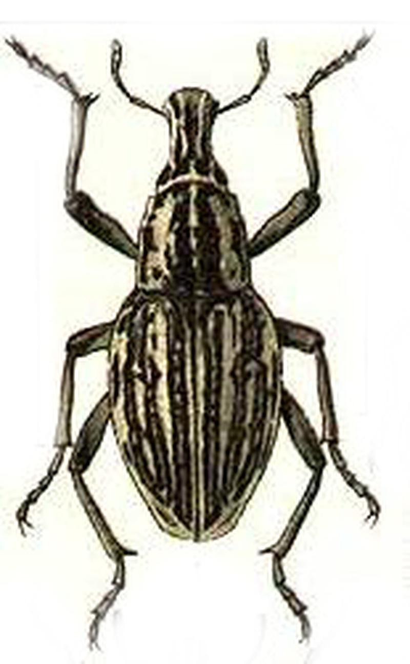 Leucochromus imperialis