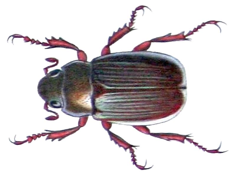 Leucothyreus pilosellus