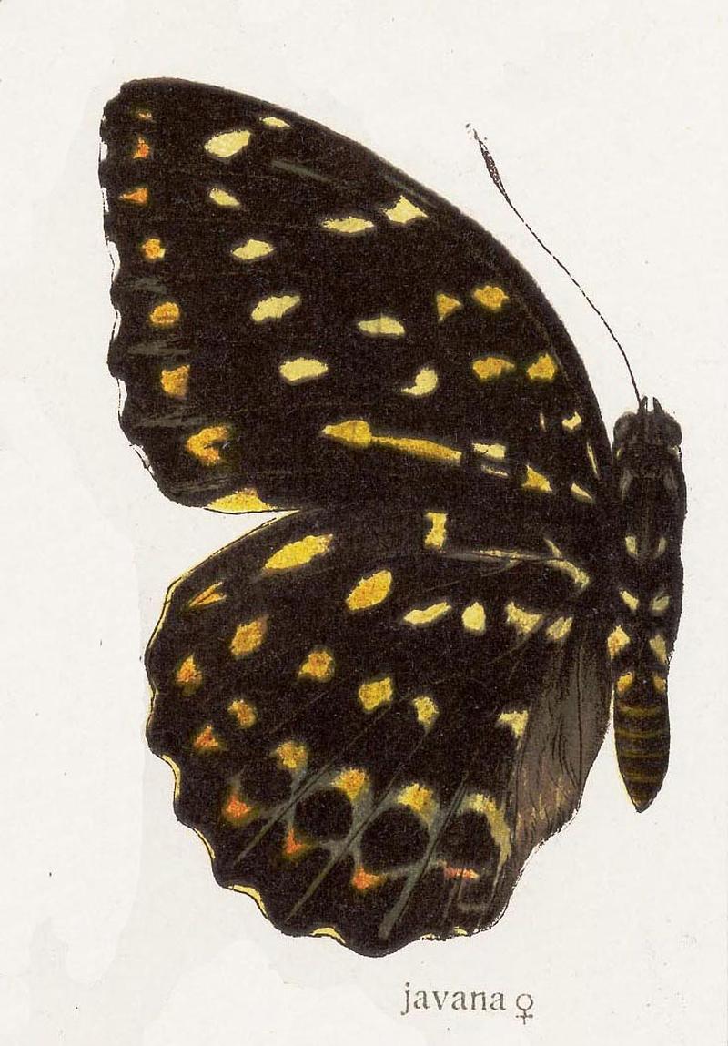 Lexias dirtea javana