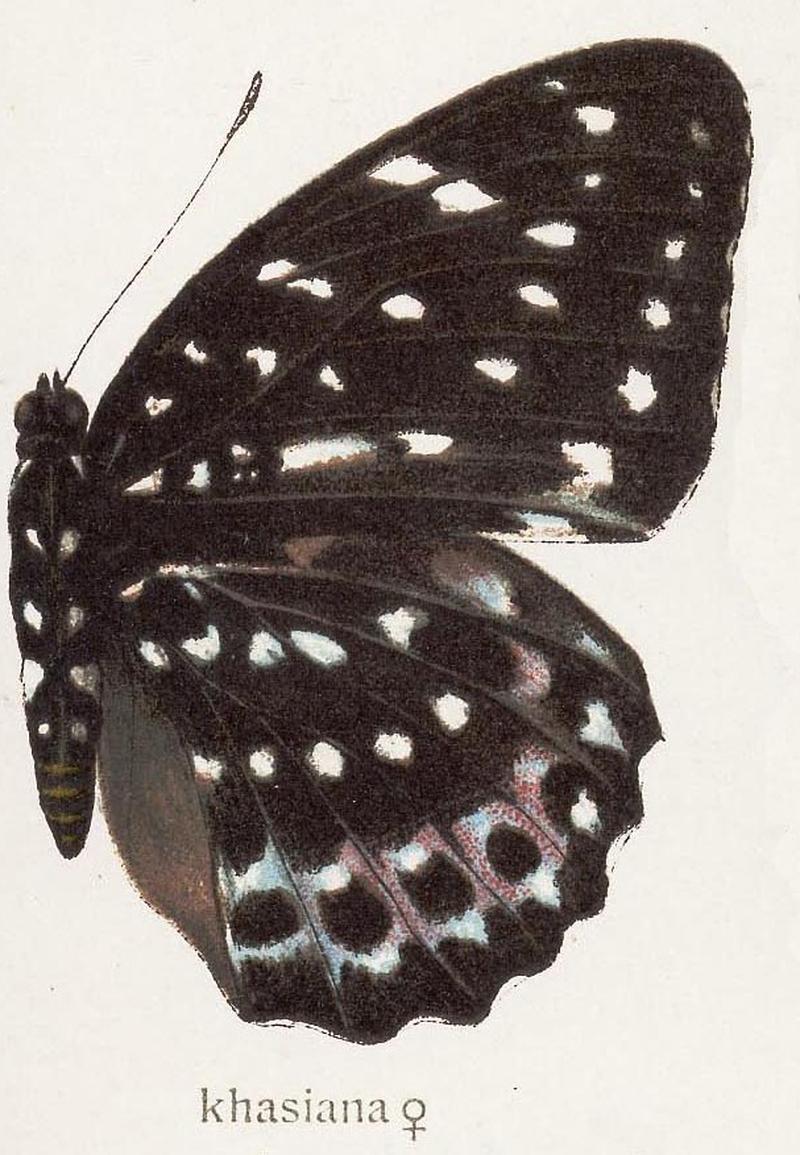 Lexias dirtea khasiana female