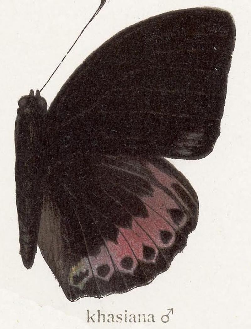 Lexias dirtea khasiana male