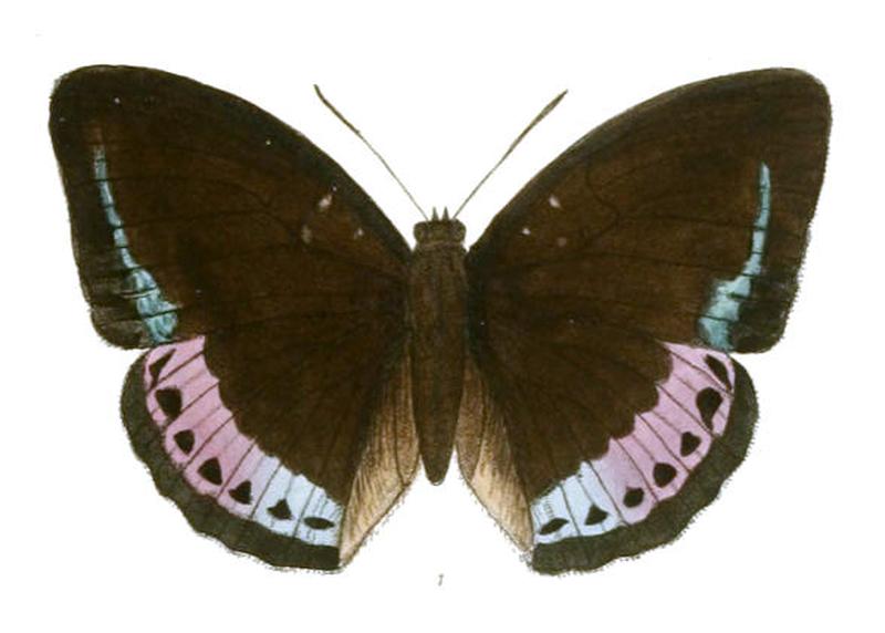 LexiasKhasiana214 1