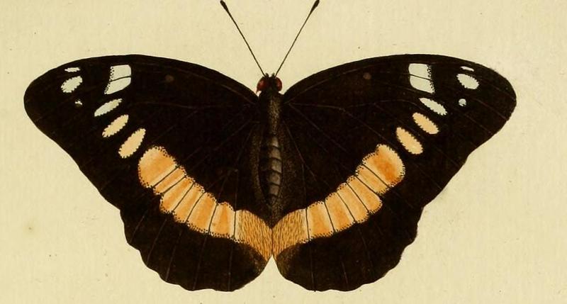 Lexias aeropa ill