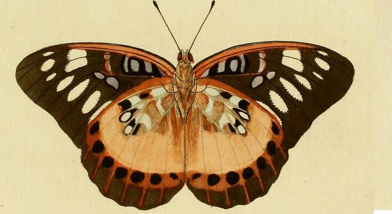 Lexias aeropa ill1