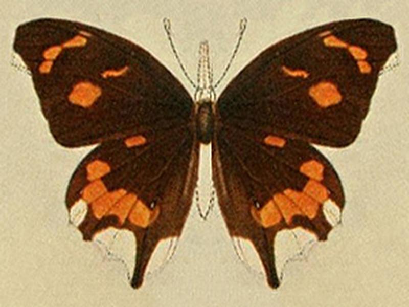 Libythea cinyras