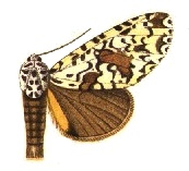 Lichnoptera maesta