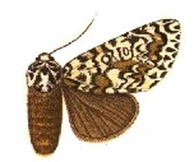 Lichnoptera maestoides