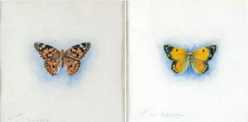 Lilian Stannard Studies of Painted Lady & Clouded Yellow (1900)