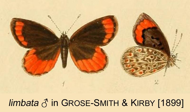 Limbata fromGSKRhopExot