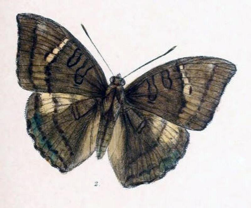 LimbusaNara240 2