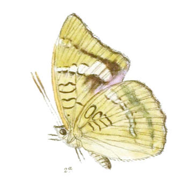 LimbusaNara240 2a