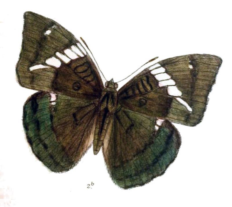 LimbusaNara240 2b