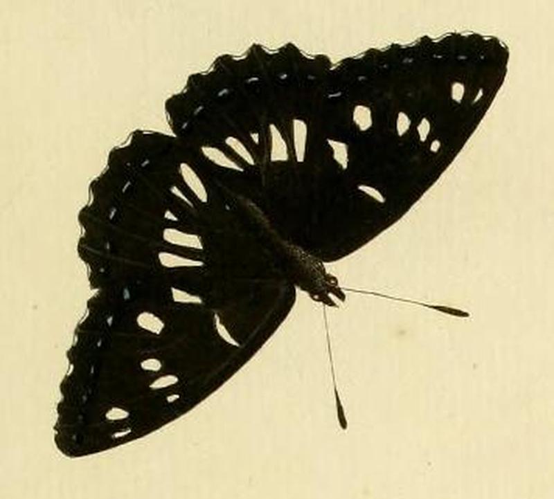 Limenitis camilla